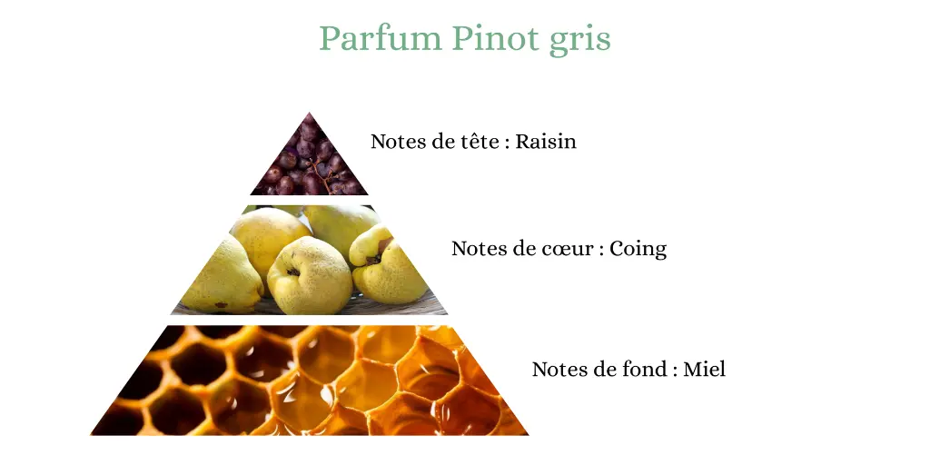 pinot gris.webp