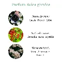 Pyramide senteurs (28).png